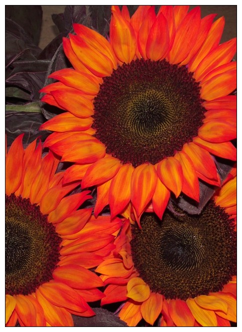 Widely considered one of the most innovative floral artists in Olds Alberta, the owner of The Lady Bug Studio, Margaurita D'Alessandro, is an accredited floral designer from Olds College.